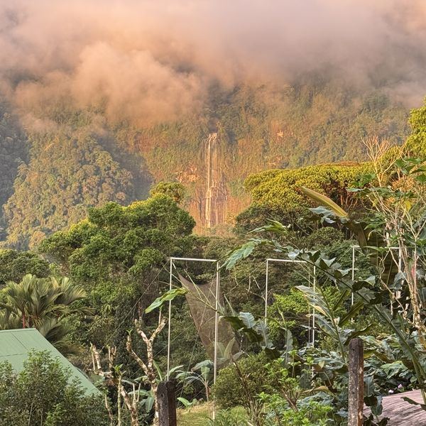Lush jungle and Diamante waterfall seen from the property